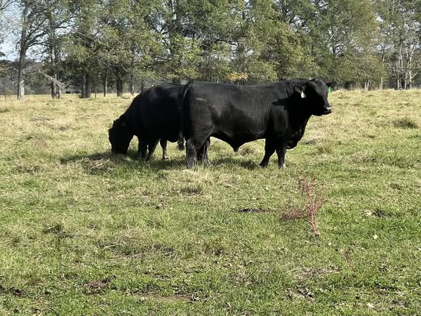 2 yr old Registered Black Angus Bull