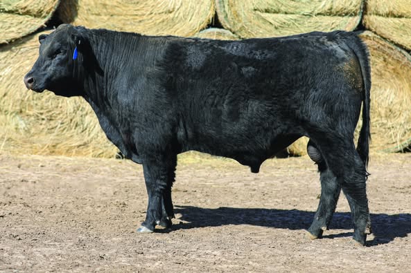 Black Angus Bull - Hi/ Cattle Co.