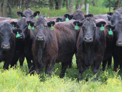 Circle D Ranch - Bred Cows, Heifers, Pairs & Bulls