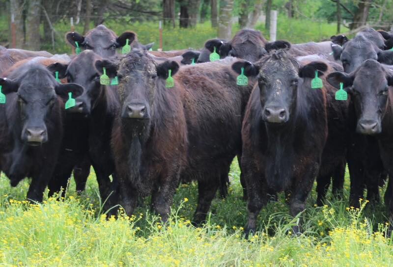 Circle D Ranch - Bred Cows, Heifers, Pairs & Bulls