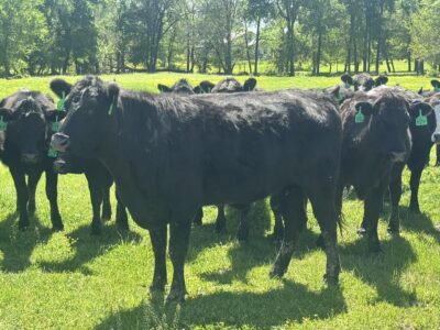Circle D Ranch - Bred Cows, Heifers, Pairs & Bulls