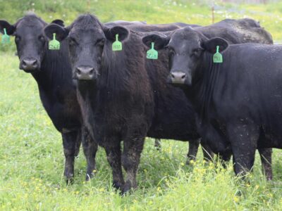 Circle D Ranch - Bred Cows, Heifers, Pairs & Bulls