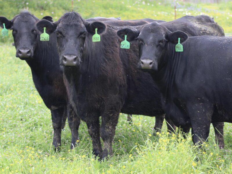 Circle D Ranch - Bred Cows, Heifers, Pairs & Bulls