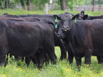 Circle D Ranch - Bred Cows, Heifers, Pairs & Bulls
