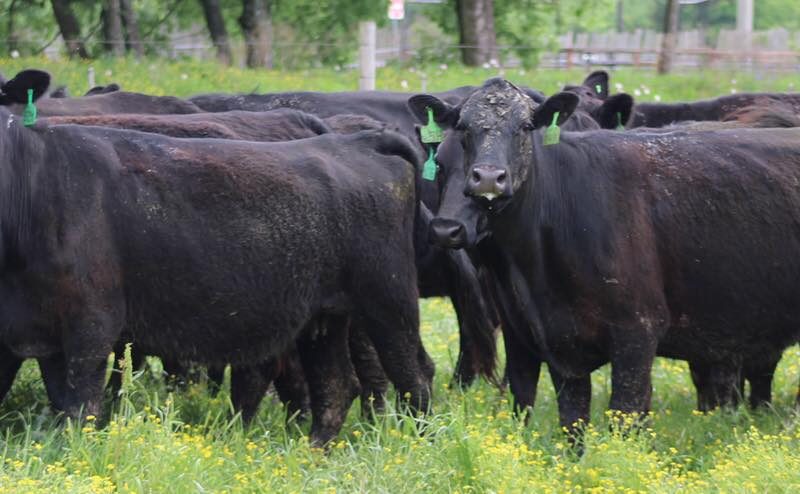 Circle D Ranch - Bred Cows, Heifers, Pairs & Bulls