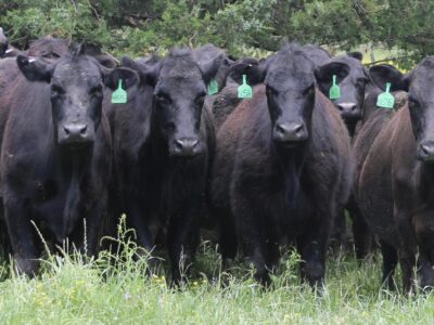 Circle D Ranch - Bred Cows, Heifers, Pairs & Bulls