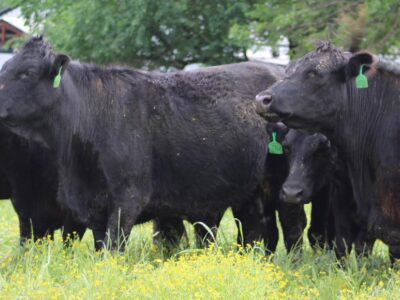 Circle D Ranch - Bred Cows, Heifers, Pairs & Bulls