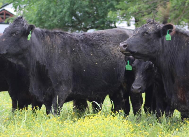 Circle D Ranch - Bred Cows, Heifers, Pairs & Bulls
