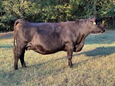 Black Angus Bred Cows