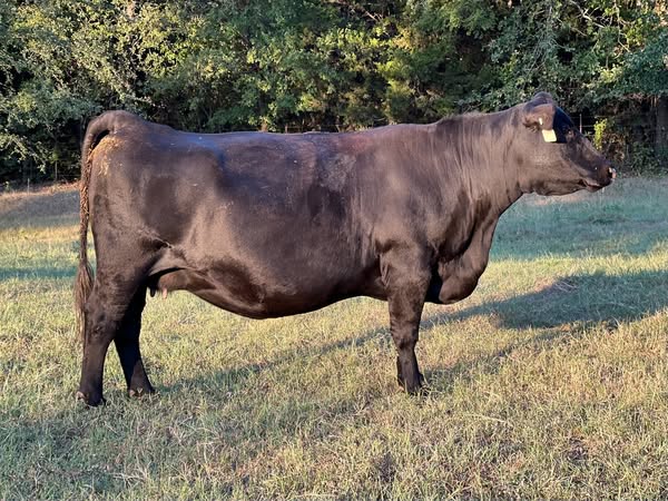 Black Angus Bred Cows