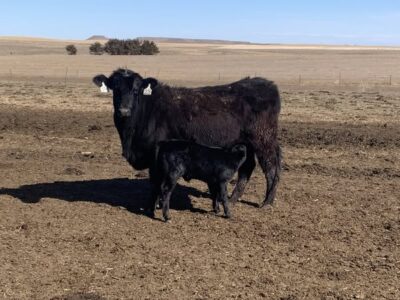 Angus Fancy First Calf Heifer Pairs