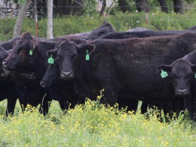 Circle D Ranch - Bred Cows, Heifers, Pairs & Bulls