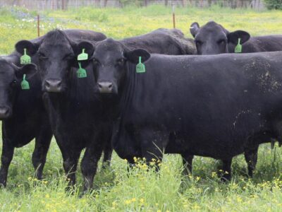 Circle D Ranch - Bred Cows, Heifers, Pairs & Bulls