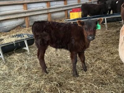 Premium Black Angus Heifers