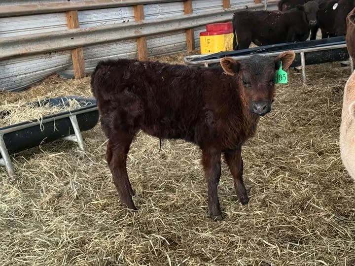 Premium Black Angus Heifers