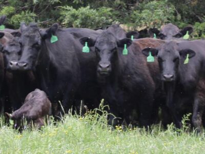 Circle D Ranch - Bred Cows, Heifers, Pairs & Bulls