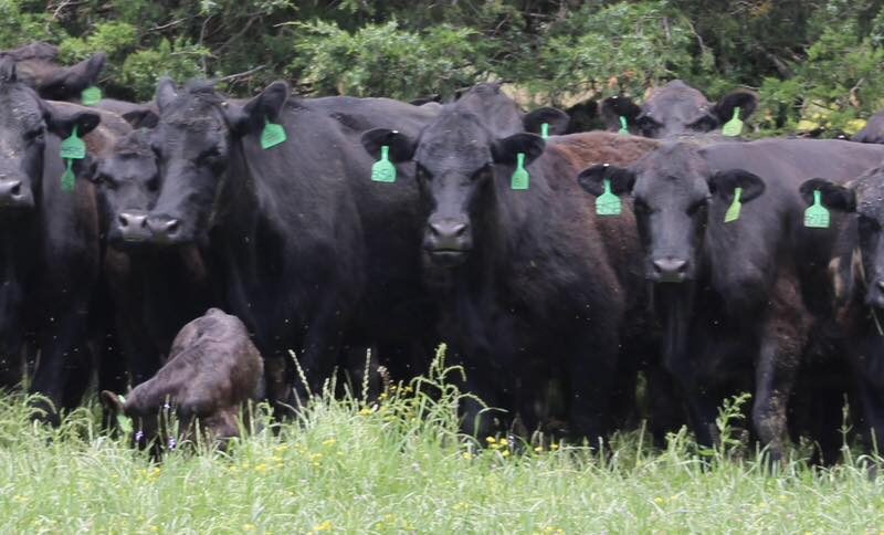 Circle D Ranch - Bred Cows, Heifers, Pairs & Bulls