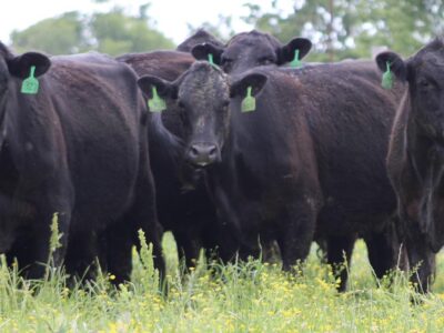 Circle D Ranch - Bred Cows, Heifers, Pairs & Bulls