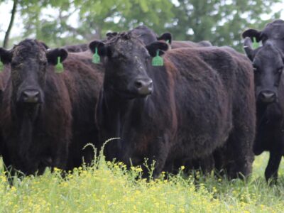 Circle D Ranch - Bred Cows, Heifers, Pairs & Bulls