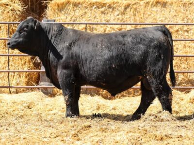 Angus Bull - Lot 54 | QA Jumbo Blaze 7258 | AAA 21232979