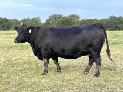 Black Angus Bred Cows