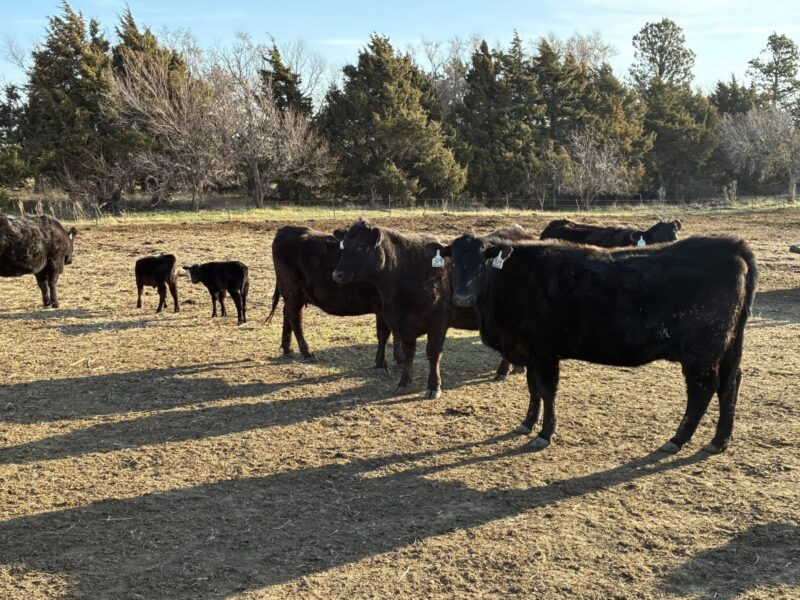 Angus Fancy First Calf Heifer Pairs