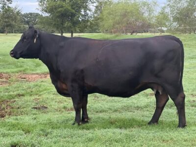 Black Angus Bred Cows