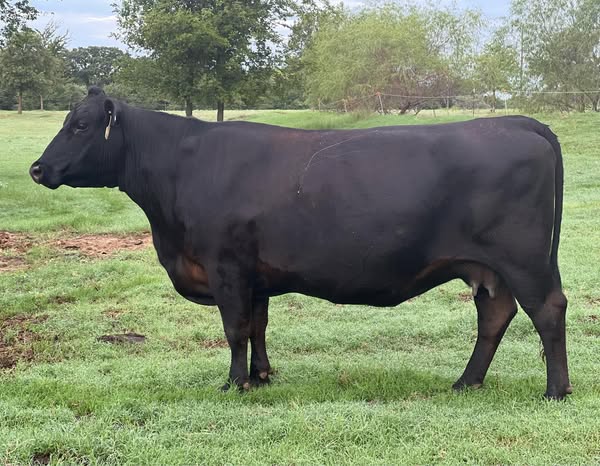 Black Angus Bred Cows