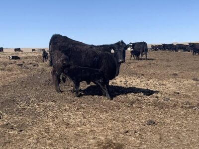 Angus Fancy First Calf Heifer Pairs