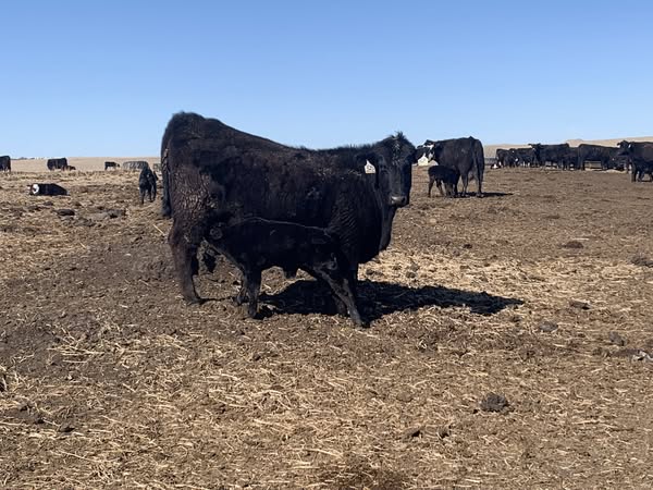 Angus Fancy First Calf Heifer Pairs