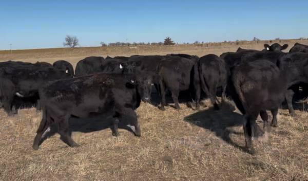 Bred Black Angus Heifers