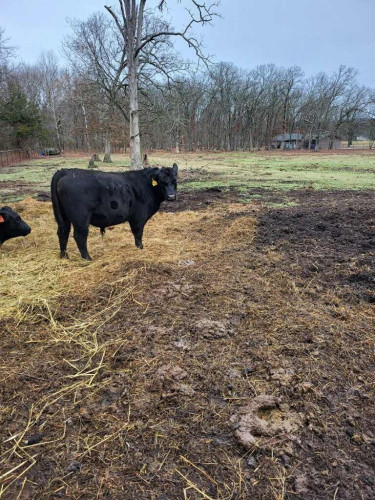 Registered Black Angus Bulls