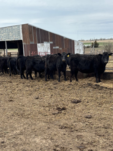 Commercial Black Angus Heifer Pairs