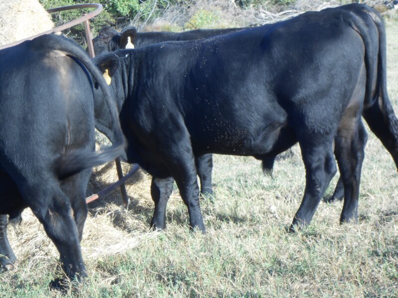 Registered Angus Bulls - 6 head
