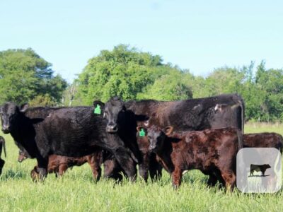 Black Angus Calf/Cow Pairs - 17 head