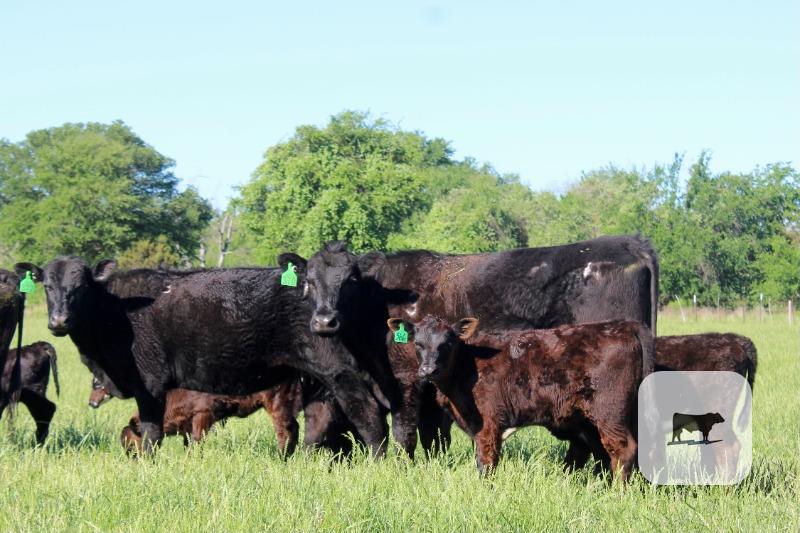 Black Angus Calf/Cow Pairs - 17 head