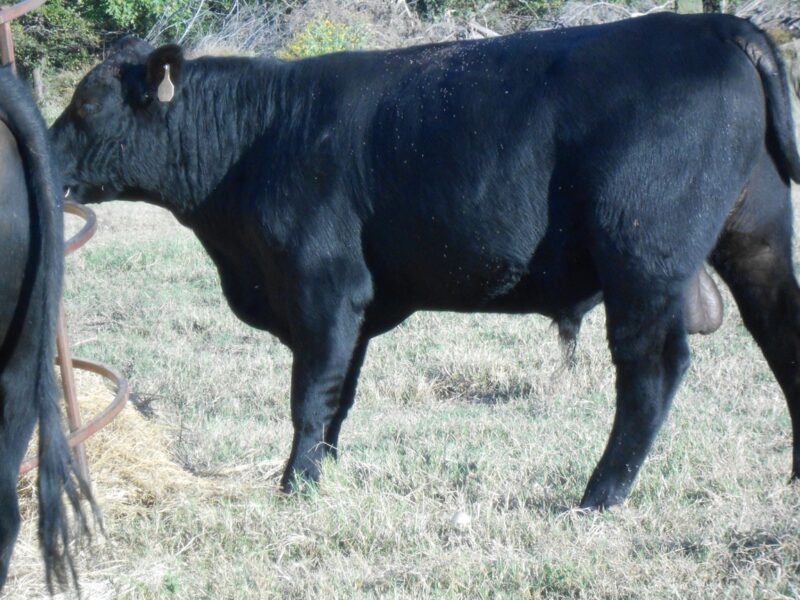 Registered Angus Bulls - 6 head
