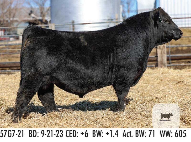 Registered Angus Bulls - 14 head
