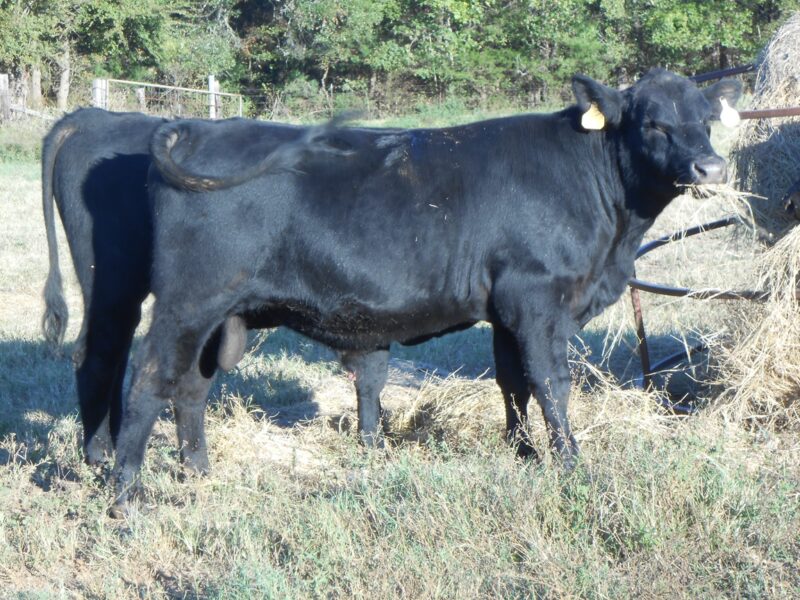 Registered Angus Bulls - 6 head