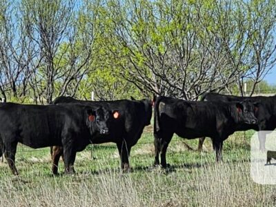 Registered Black Angus Heifers - 13 head