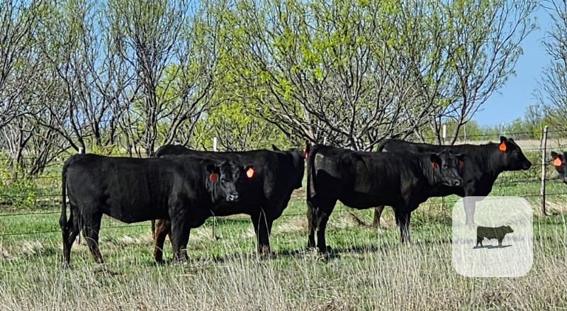 Registered Black Angus Heifers - 13 head