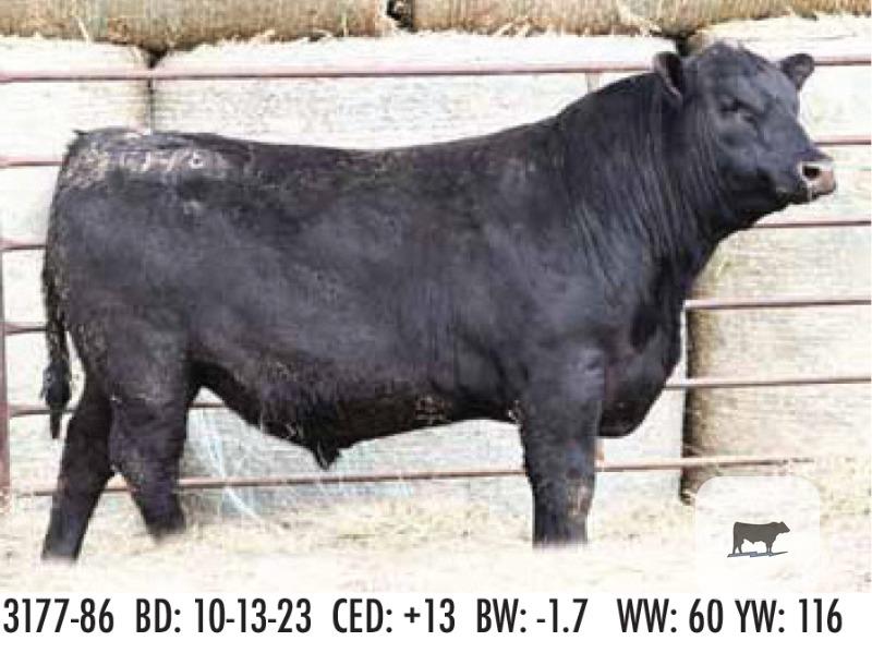 Registered Angus Bulls - 14 head