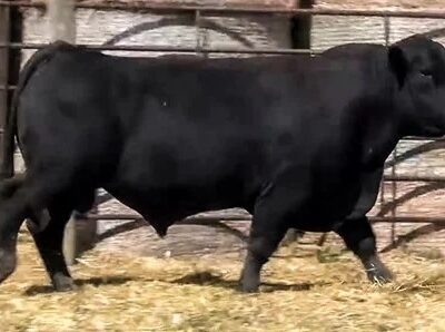 Black Angus Bulls - 20 head