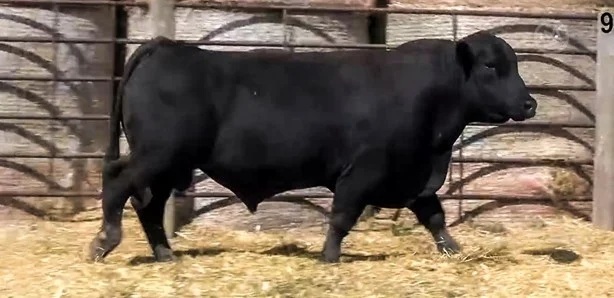 Black Angus Bulls - 20 head