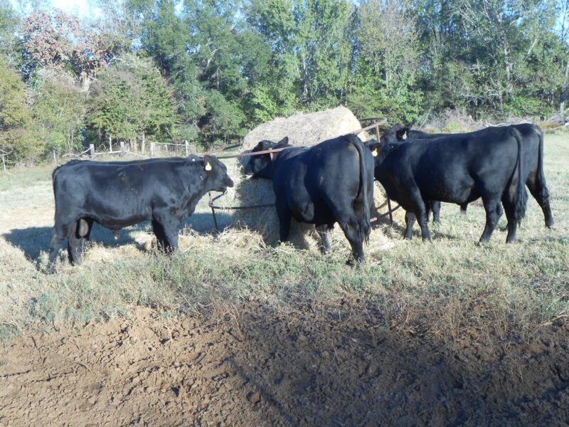 Registered Angus Bulls - 6 head