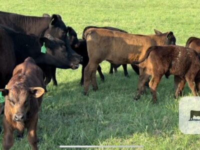 Angus Cow - Calf Pairs - 20 head