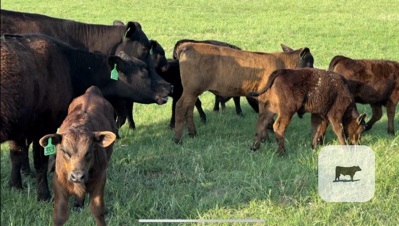 Angus Cow - Calf Pairs - 20 head