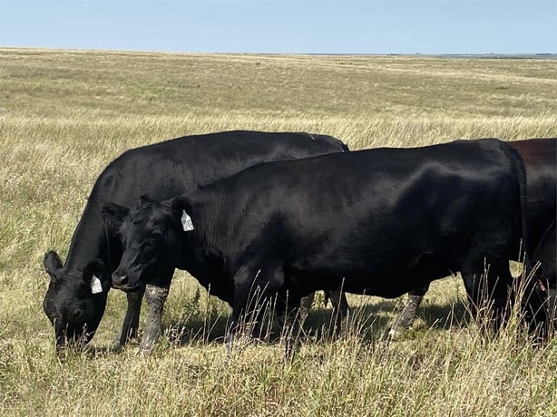 Purebred Black Angus - Bred Heifers