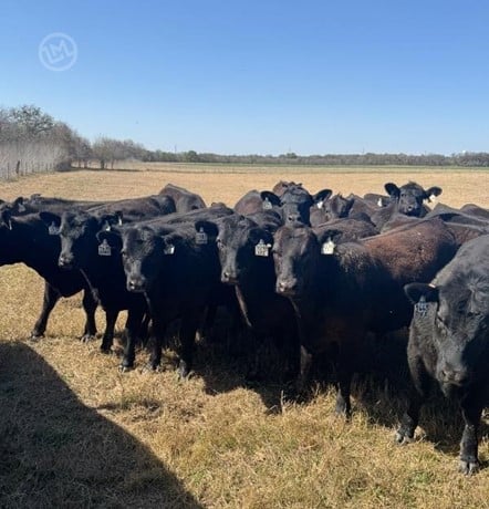 Purebred Angus Open Replacement Heifers - 49 Head