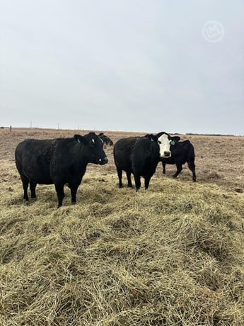Black Angus Commercial Cows